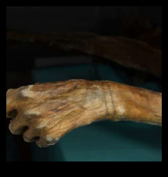 Tintes Odiseja: Mūsdienu tetovējumu meistarības hronikas atklāšana